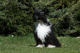 CHIEN NU CHINOIS 088